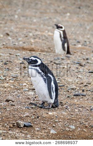 Magellan Penguin Colony On Isla Magdalena Island, Chile
