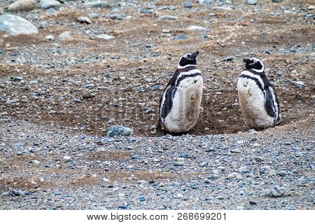 Magellan Penguin Colony On Isla Magdalena Island, Chile
