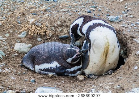 Magellan Penguin Colony On Isla Magdalena Island, Chile