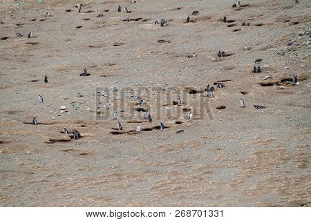 Colony Of Magellanic Penguins Spheniscus Magellanicus On Isla Magdalena In The Strait Of Magellan, C