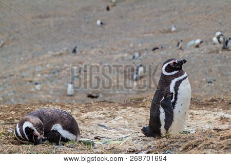 Colony Of Magellanic Penguins Spheniscus Magellanicus On Isla Magdalena In The Strait Of Magellan, C