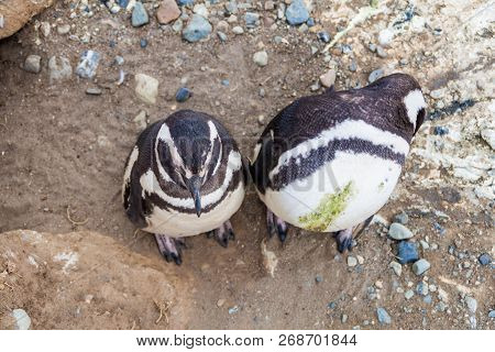 Pair Of Magellanic Penguins Spheniscus Magellanicus On Isla Magdalena In The Strait Of Magellan, Chi