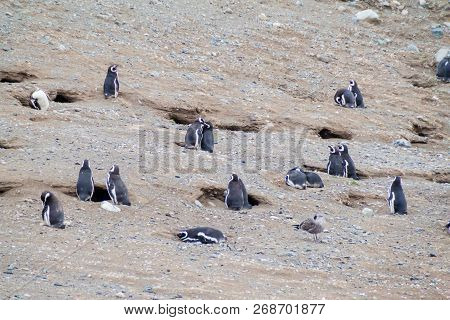 Colony Of Magellanic Penguins Spheniscus Magellanicus On Isla Magdalena In The Strait Of Magellan, C