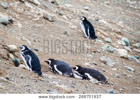 Colony Of Magellanic Penguins Spheniscus Magellanicus On Isla Magdalena In The Strait Of Magellan, C