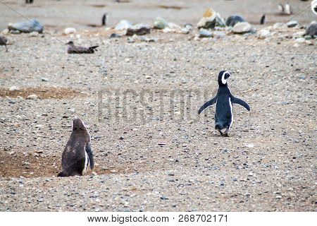Colony Of Magellanic Penguins Spheniscus Magellanicus On Isla Magdalena In The Strait Of Magellan, C