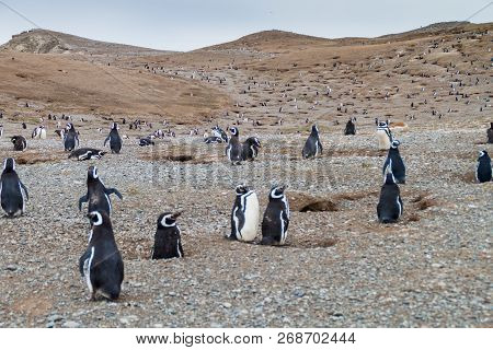 Colony Of Magellanic Penguins Spheniscus Magellanicus On Isla Magdalena In The Strait Of Magellan, C