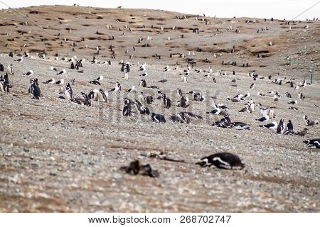 Colony Of Magellanic Penguins Spheniscus Magellanicus On Isla Magdalena In The Strait Of Magellan, C