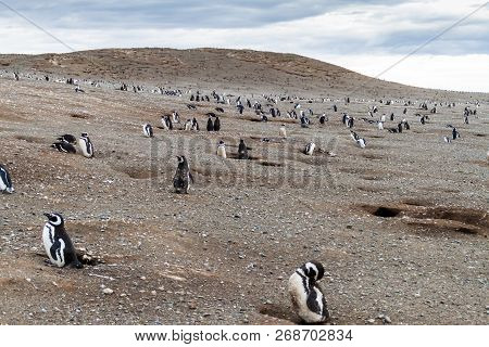 Colony Of Magellanic Penguins Spheniscus Magellanicus On Isla Magdalena In The Strait Of Magellan, C