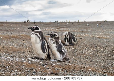 Colony Of Magellanic Penguins Spheniscus Magellanicus On Isla Magdalena In The Strait Of Magellan, C