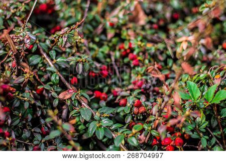 Juicy Green Ilex Vomitoria With Red Berries, Decorative Plant