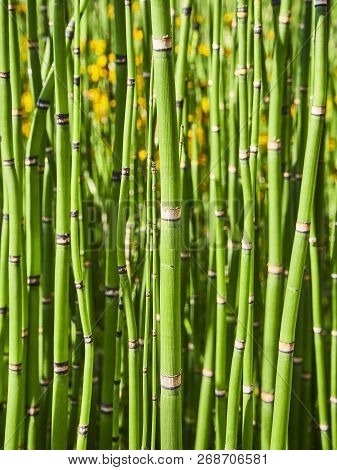 Equisetum Hyemale, Also Known As Rough Horsetail Background.