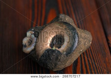 Petrified Ammonites On A Mahogany Wooden Table.