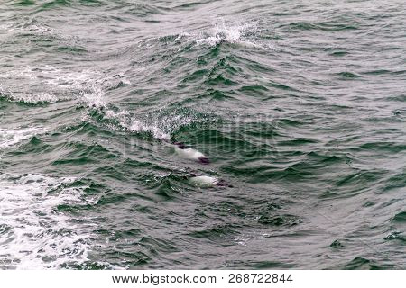Commersons Dolphin Cephalorhynchus Commersonii In Magellan Strait, Chile