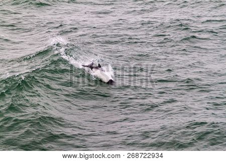 Commersons Dolphin Cephalorhynchus Commersonii In Magellan Strait, Chile