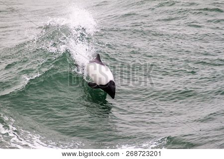 Commersons Dolphin Cephalorhynchus Commersonii In Magellan Strait, Chile