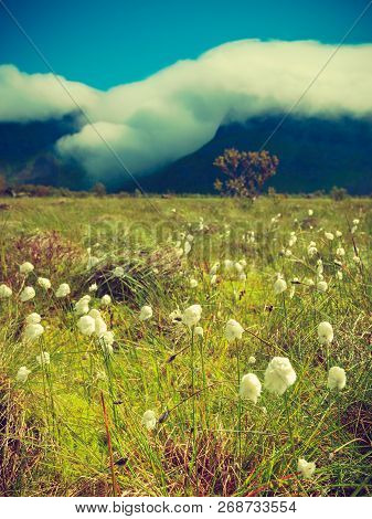 White Flowers And Mountains Covered With Clouds In Background. Gimsoya Island Landscape, Nordland Co