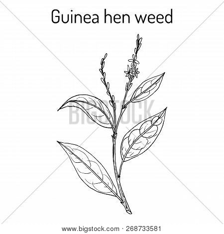 Guinea Hen Weed Petiveria Alliacea , Medicinal Plant. Hand Drawn Vector Botanical Illustration