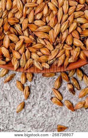 Malted Grain Closeup. Mixed Varieties Of Malted Grain On A Gray Background. Close-up. Top View