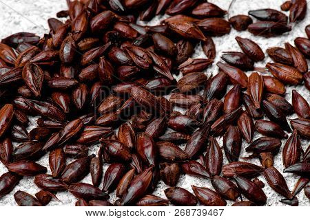 Malted grain closeup. Mixed varieties of malted grain on a gray background. close-up. top view. flat lay. series of photos. space