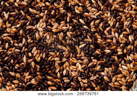 Malted Grain Closeup. Mixed Varieties Of Malted Grain On A Gray Background. Close-up. Top View. Flat