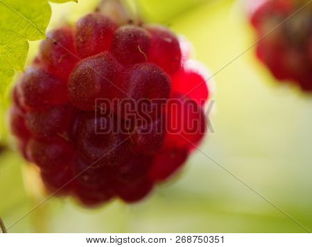 Raspberry, Or Rubus Idaeus, Also Called Red Raspberry Or Occasionally As European Raspberry On The B