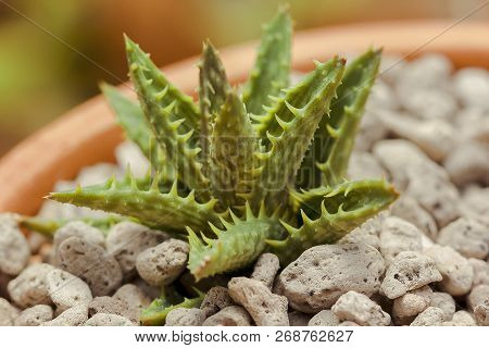 Aloe Squarrosa Is Located On A Small Rock.