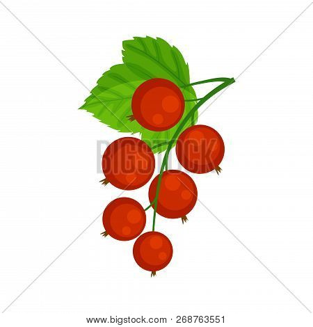 Red Currant Brunch Vector Illustration Isolated On White Backgro