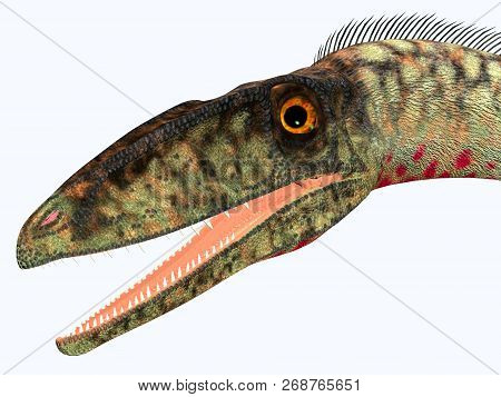 Coelophysis Dinosaur Head 3d Illustration - Coelophysis Was A Carnivorous Theropod Dinosaur That Liv