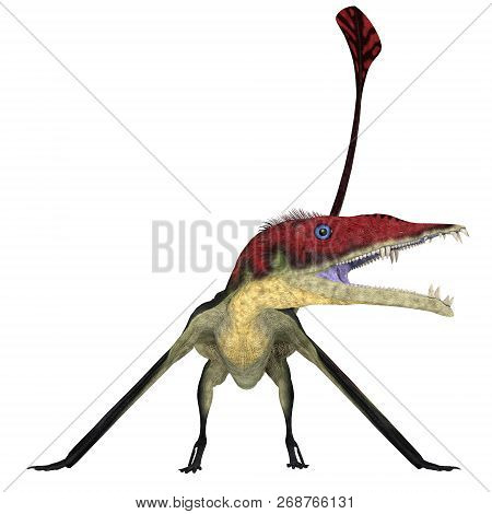 Eudimorphodon Pterosaur On White 3d Illustration - Eudimorphodon Was A Carnivorous Pterosaur Bird Th
