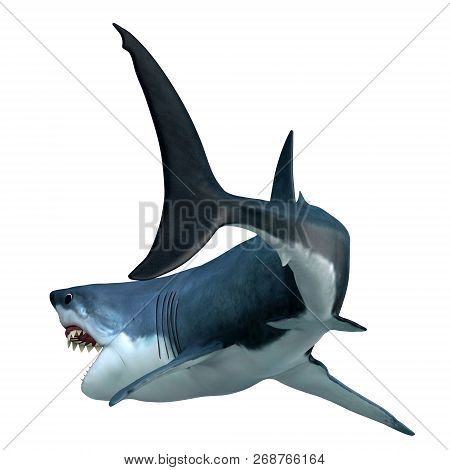 Great White Shark Tail 3d Illustration - The Great White Shark Can Live For 70 Years And Is One Of T