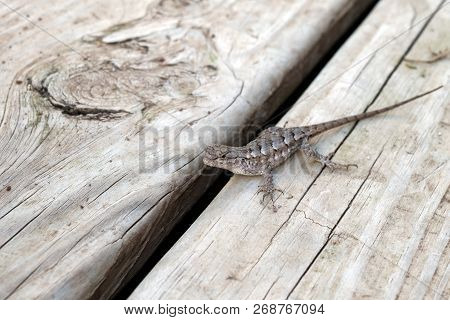 A Cute Little Lizard On The Wooden Deck With Bokeh Effect.
