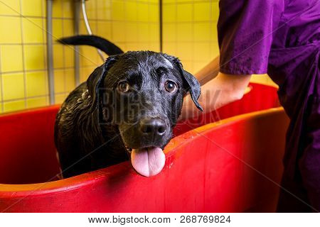 Bathing Of The Black Labrador Retriever Dog. Happiness Dog Taking A Bubble Bath
