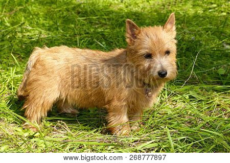 Norwich Terrier Stands In The Green Grass