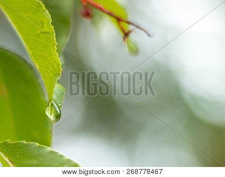 Droplet Hanging On The Tip Of A Leaf. With Copy Space Left Over For Text And Images