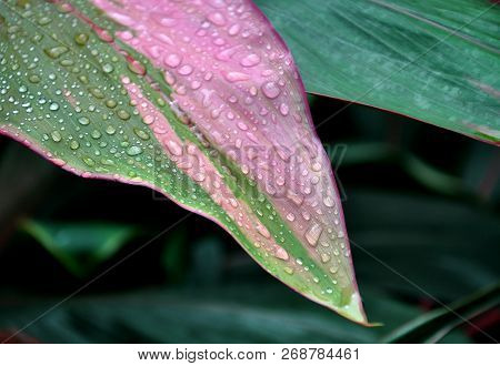 Drops Of Water On The Green Tropical Leaf