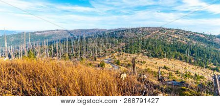 Devasted Forest In Caues Of Bark Beetle Infestation. Sumava National Park And Bavarian Forest, Czech