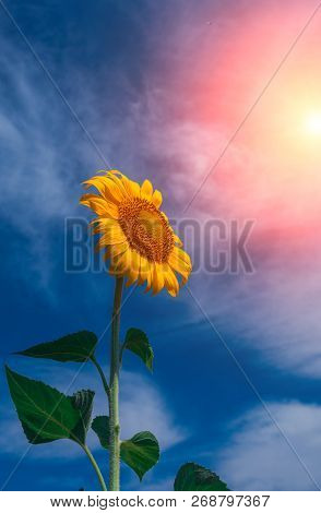 Sunflower Summer Flower Close-up, Against A Background Of Clouds. Agroculture, Harvest.
