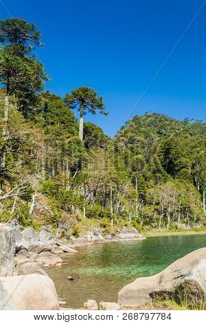Lago Verde Lake In National Park Huerquehue, Chile