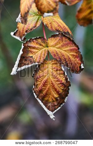 Detail Of Autumn Colorful Leaf Area In Poland