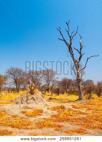 Termite Hill In Savanna, Okavango Region, Botswana.
