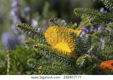 Autumn Background. The Bright Leaf Stuck In The Fir Branches In Autumn Forest At Sunny Weather Close