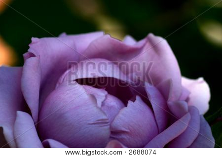 Lavendel morgen