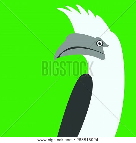 White - Crested Hornbill Bird Vector Illustration Flat Style