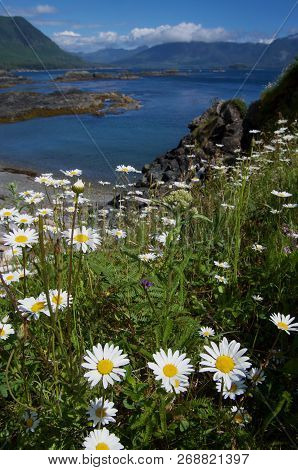 Wildflowers Cover A Grassy Knoll And Overlook A Stunning View Of Nuchatlitz Inlet, Nootka Island, Br