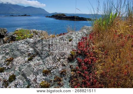 Close Up Of Lichen, Sedums And Other Flora On Rock On The Shore With  Nuchatlitz Inlet In The Backgr