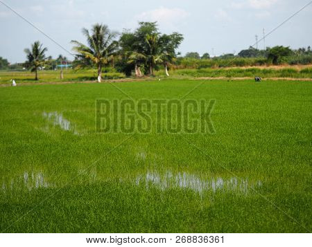 Nature Rice Tree Grassy Lush Verdant Verdantly Verdure Greenery Greenish  Green Fields Grass Green M