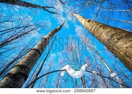 Birch Branches In Frost Against The Sky.