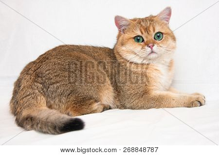 A big British cat of Golden ticked color with huge green eyes and fluffy tail lies on a light background and looks at the camera. The name of the cat - Golden Garry v.Wahrberg bri ny 25.