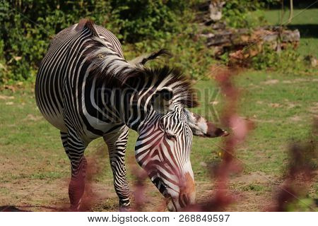 A Grévy's Zebra Eating Hay In The Park. A Beautiful Animal With Alternating Black And White. Hot Day