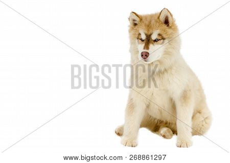 One Puppy Of Siberian Husky Dog With Blue Eyes Looks Around. Chusky Breed Full-body Shot. Husky Dog 